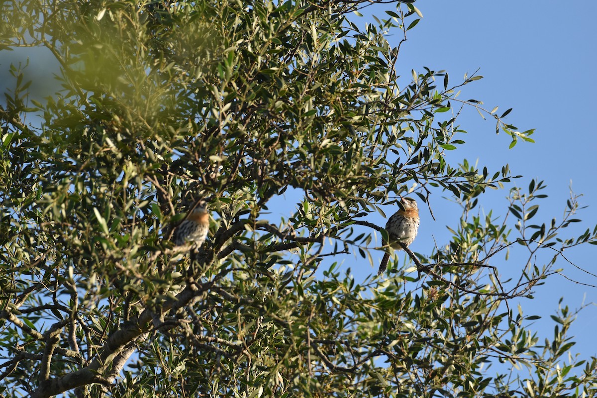 Spot-backed Puffbird - Patrick Palines