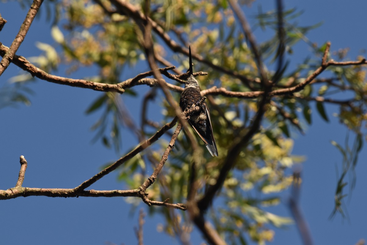 Colibrí de Barbijo - ML617621971