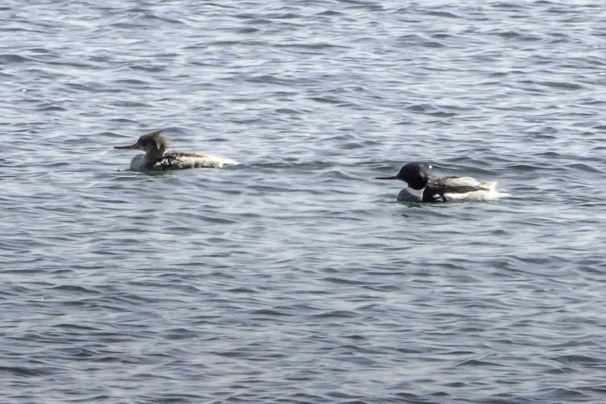 Red-breasted Merganser - Harvey Fogel