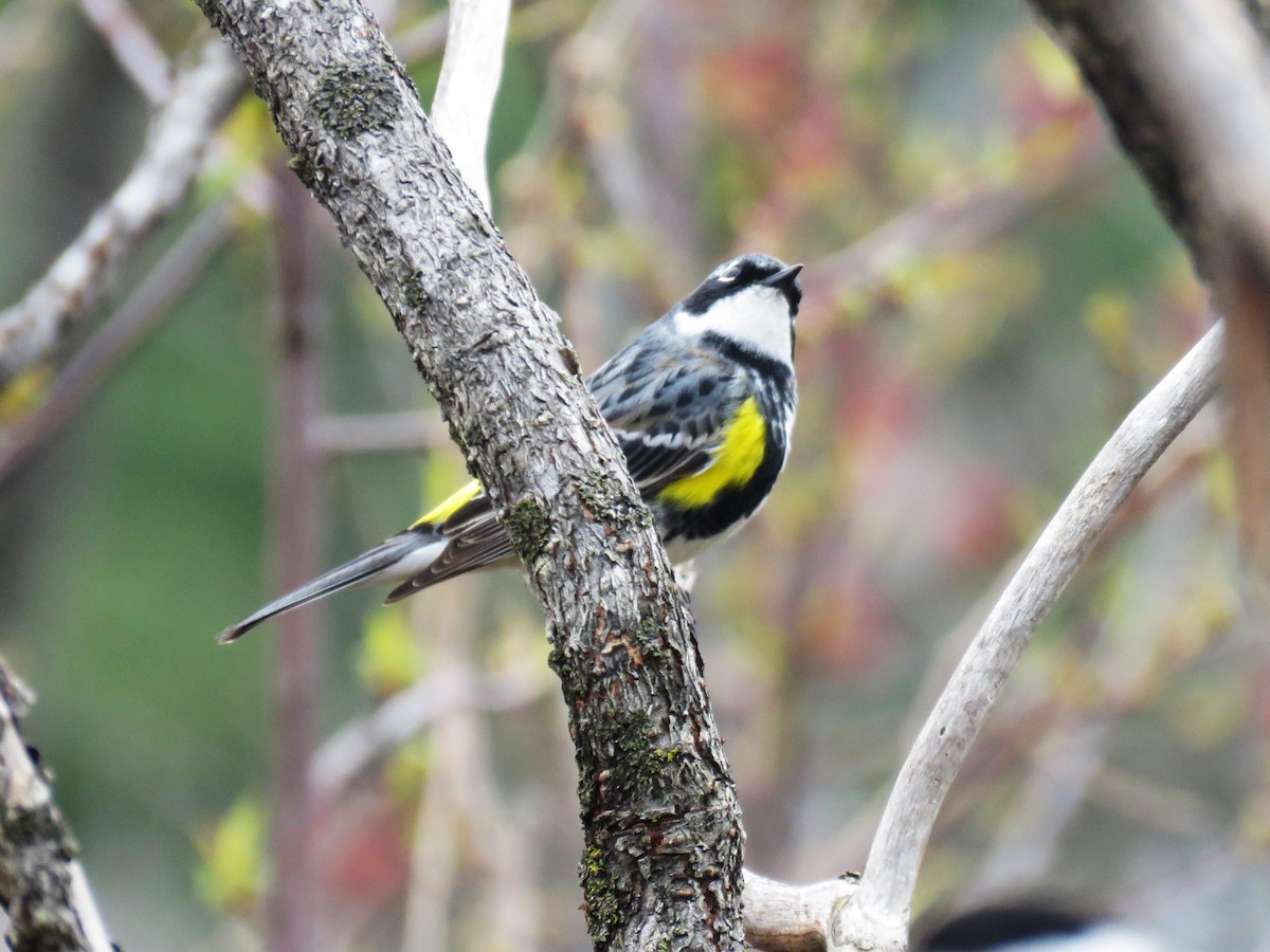 Yellow-rumped Warbler - ML617622014