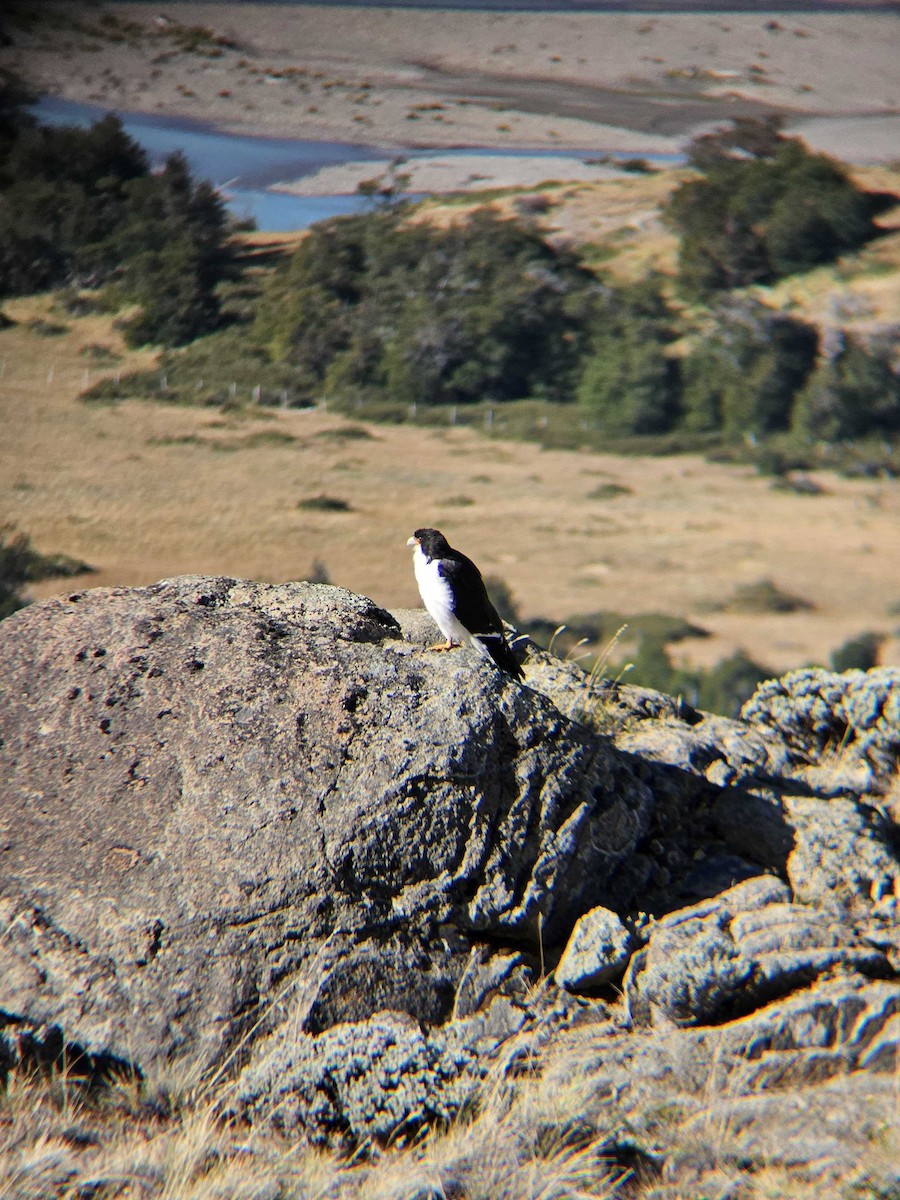 Caracara à gorge blanche - ML617622025