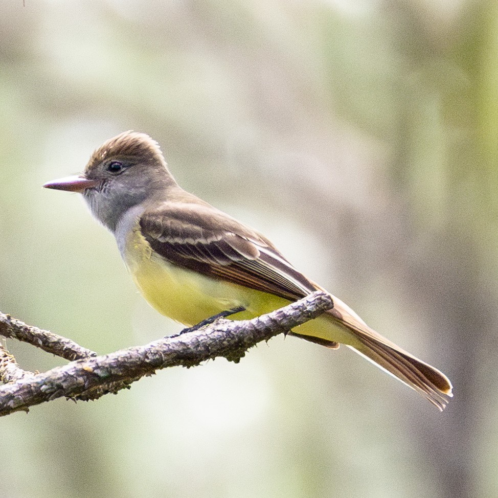 Great Crested Flycatcher - ML617622047