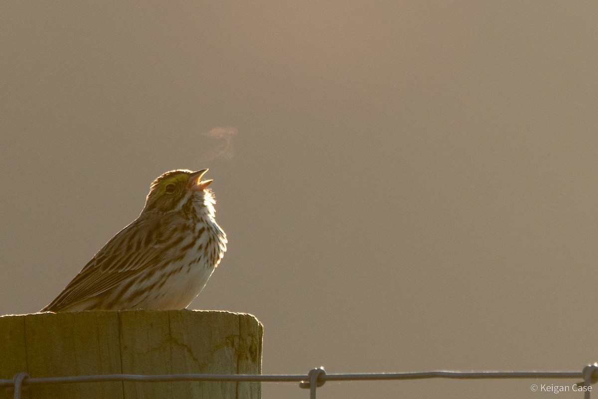 Savannah Sparrow (Savannah) - ML617622082