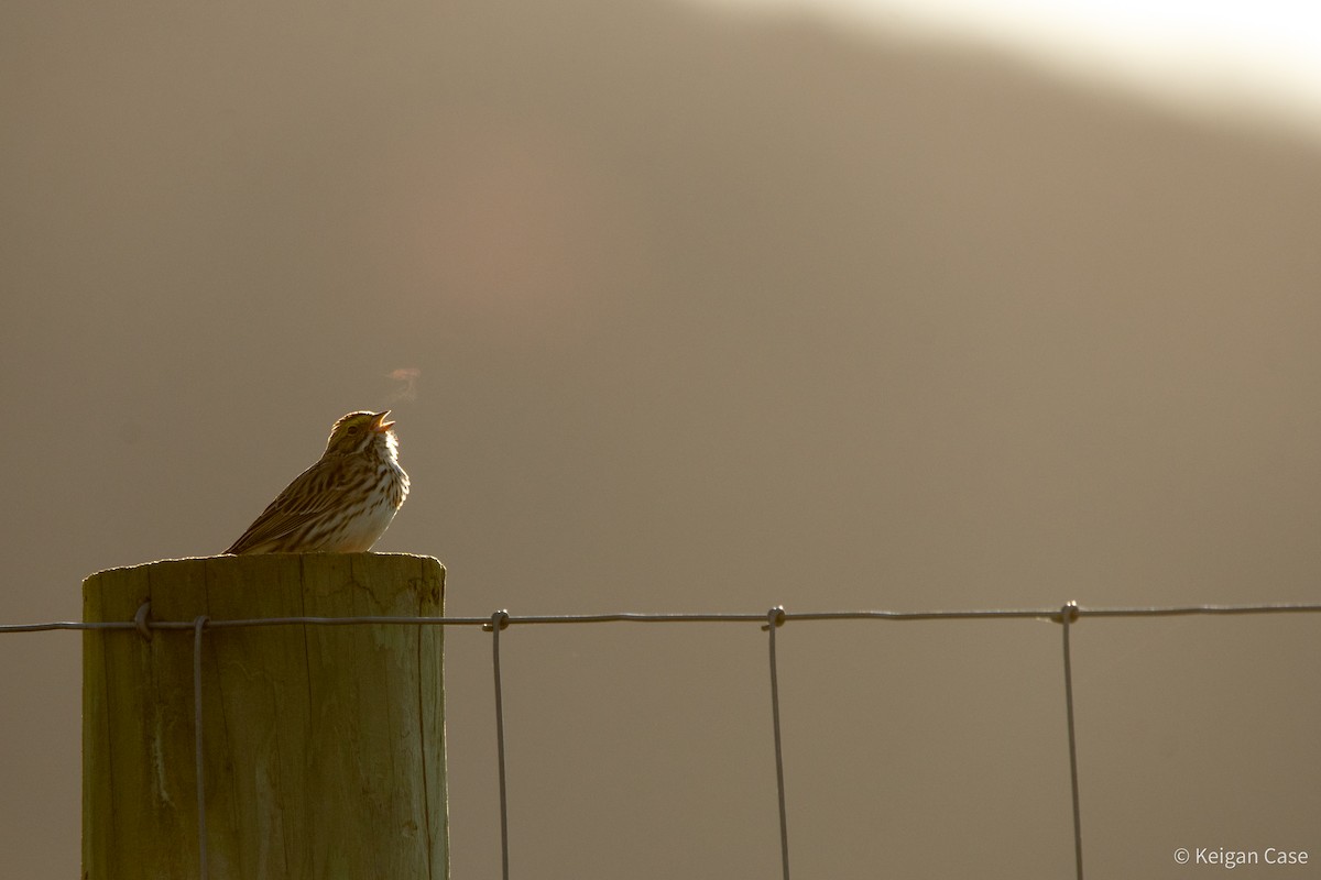 Savannah Sparrow (Savannah) - ML617622083