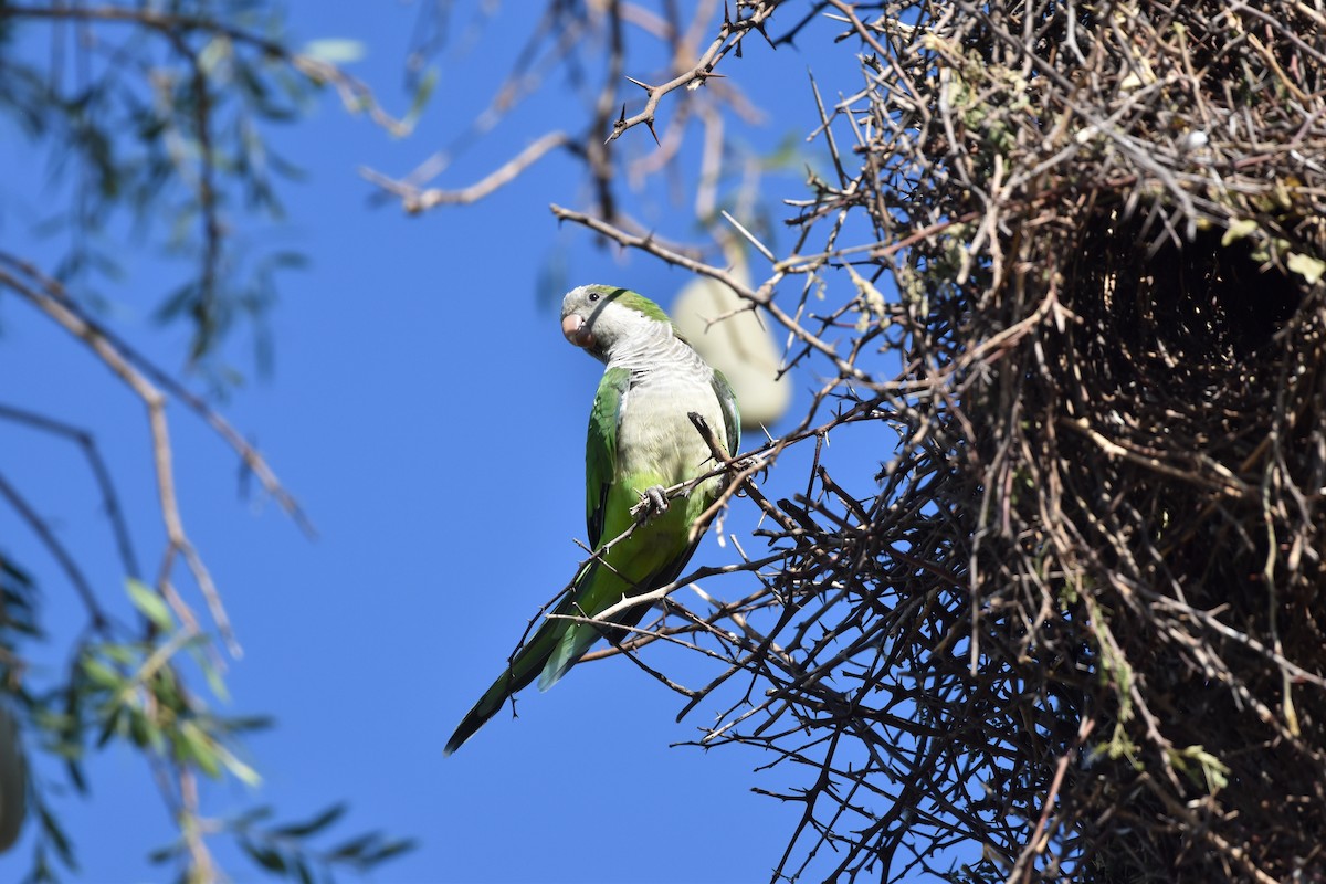 Monk Parakeet - ML617622104