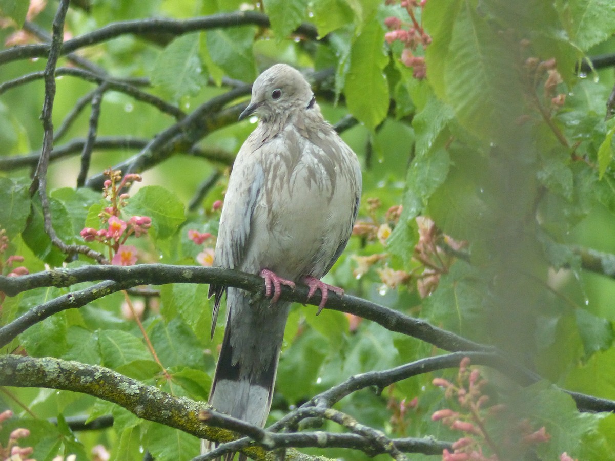 Eurasian Collared-Dove - Coleta Holzhäuser