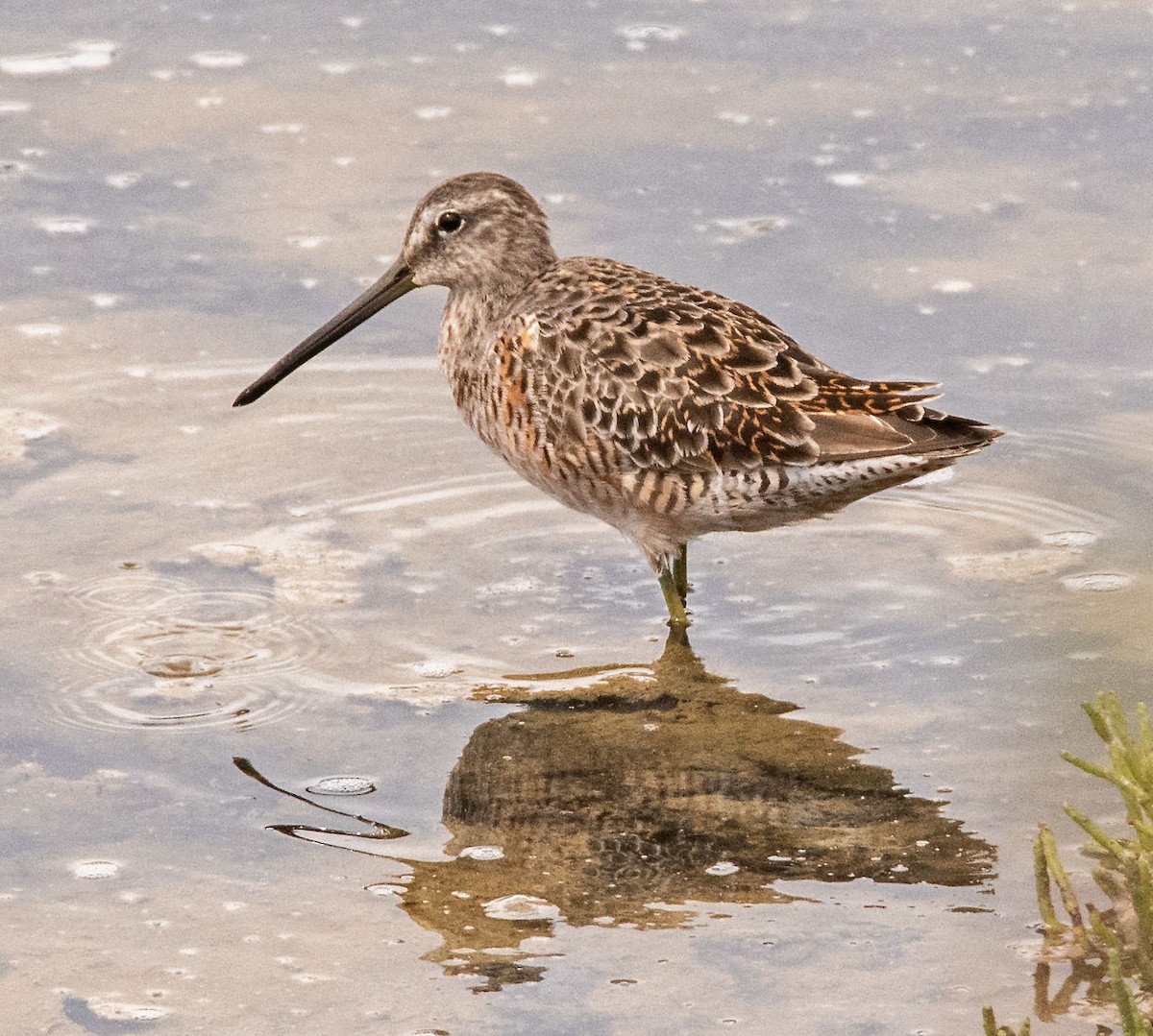 Long-billed Dowitcher - ML617622130