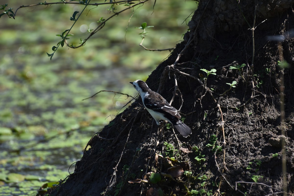 Black-backed Water-Tyrant - ML617622158