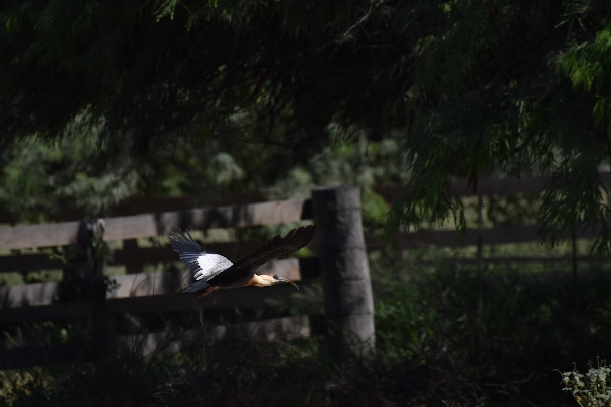 Buff-necked Ibis - ML617622181