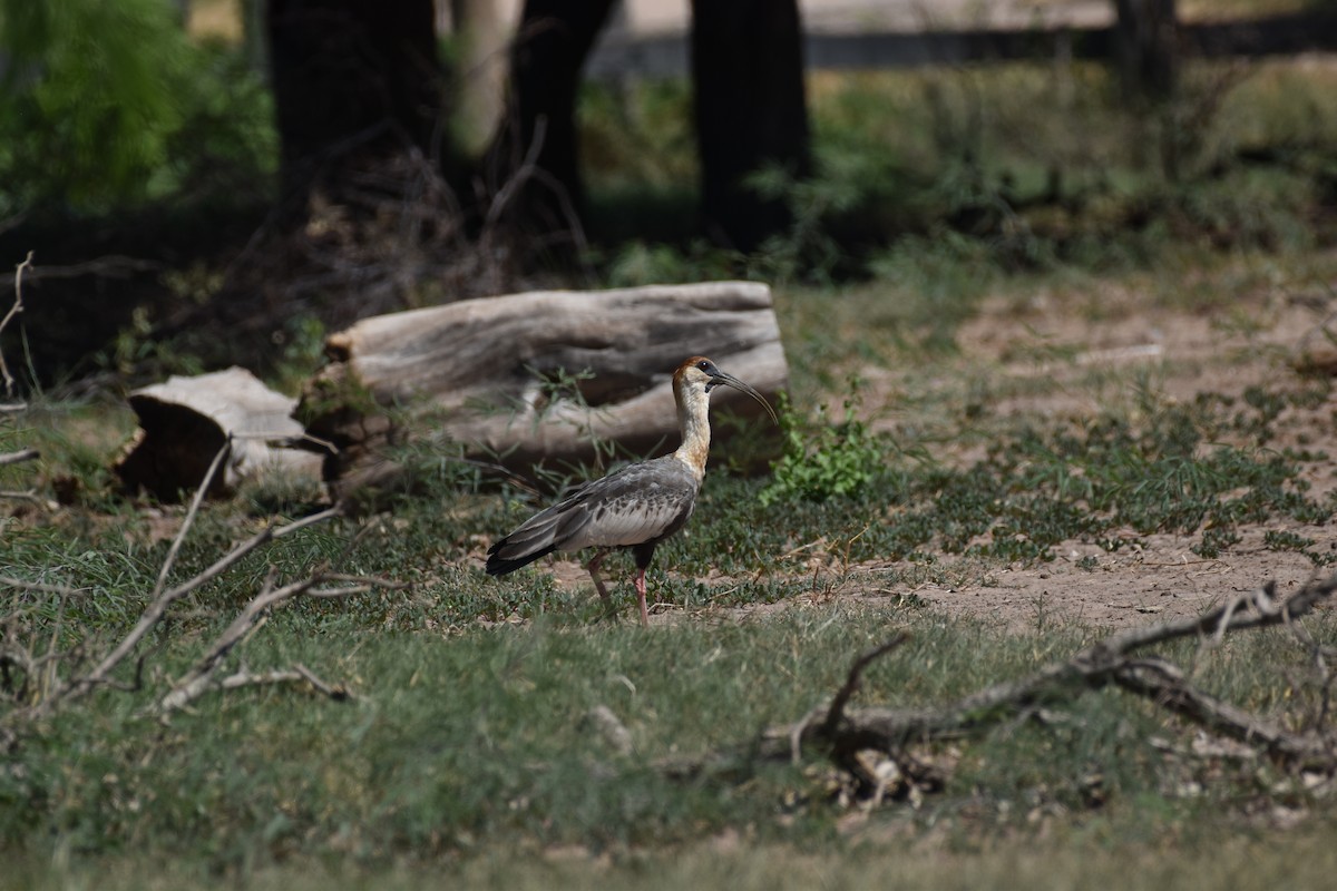 Buff-necked Ibis - ML617622182