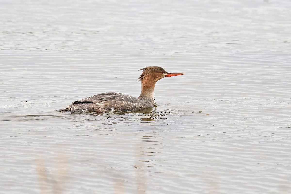 Red-breasted Merganser - ML617622271