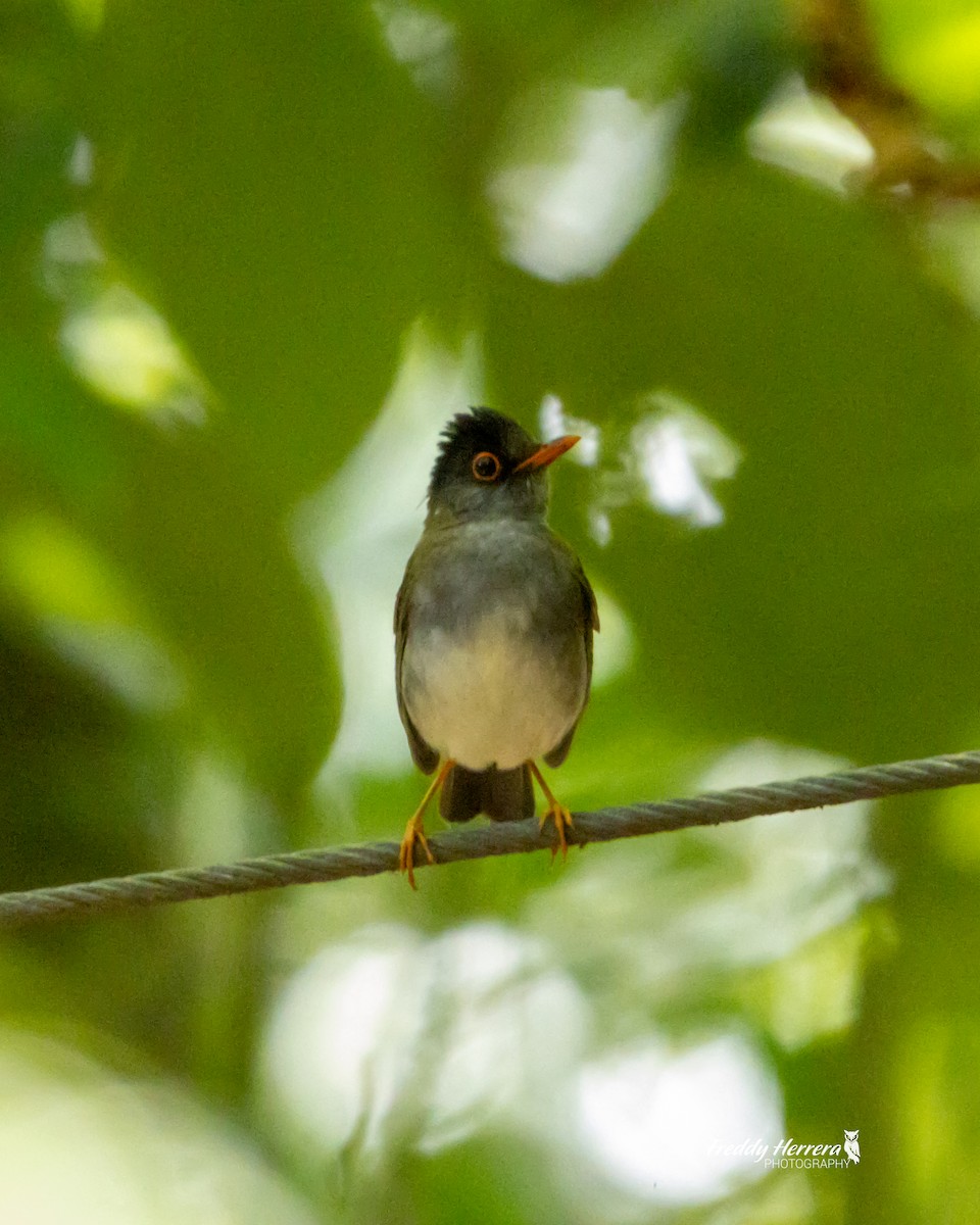 Black-headed Nightingale-Thrush - ML617622276