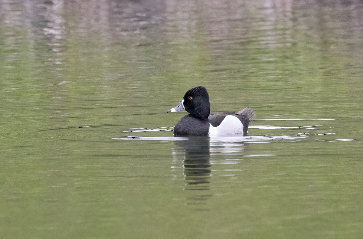 Ring-necked Duck - ML617622285