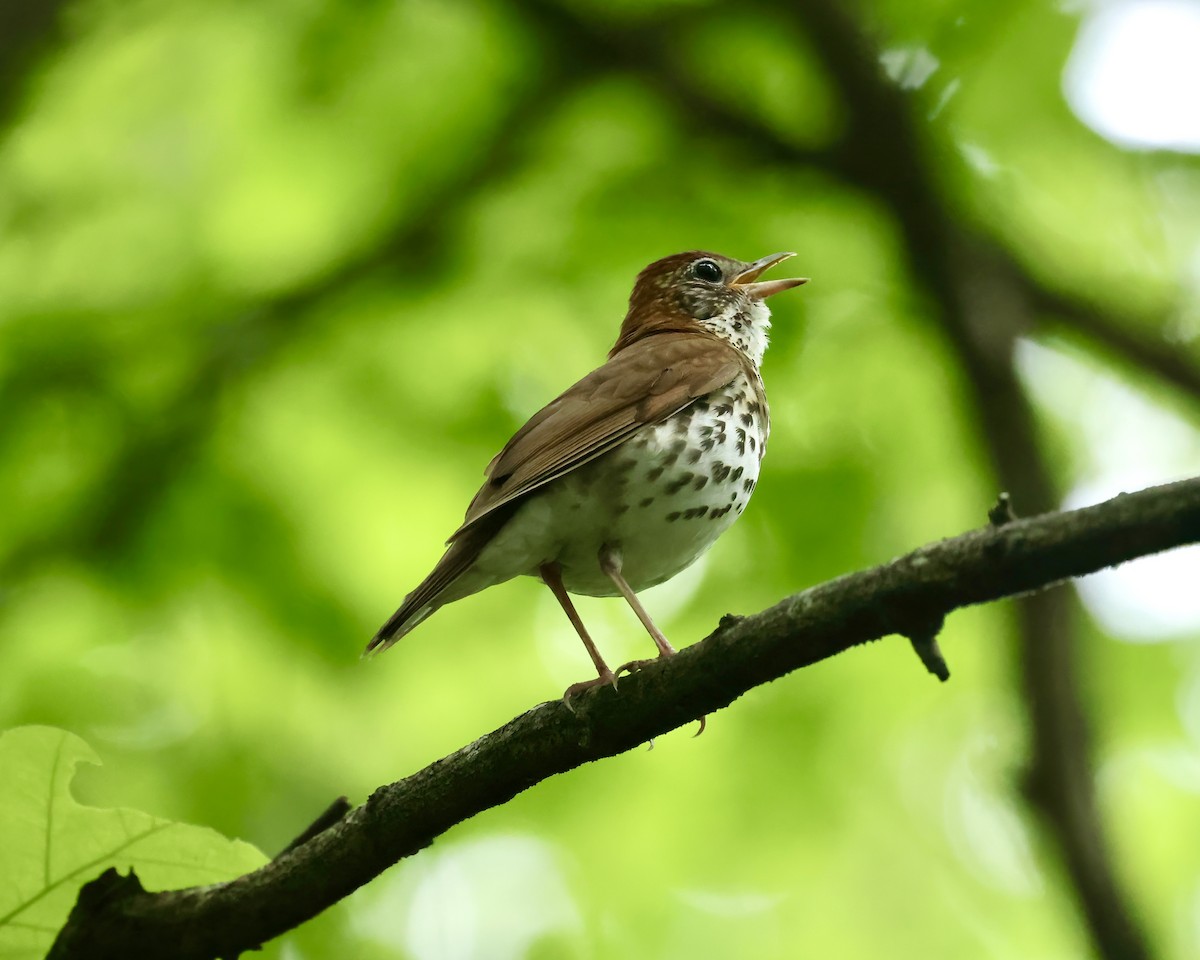 Wood Thrush - ML617622298