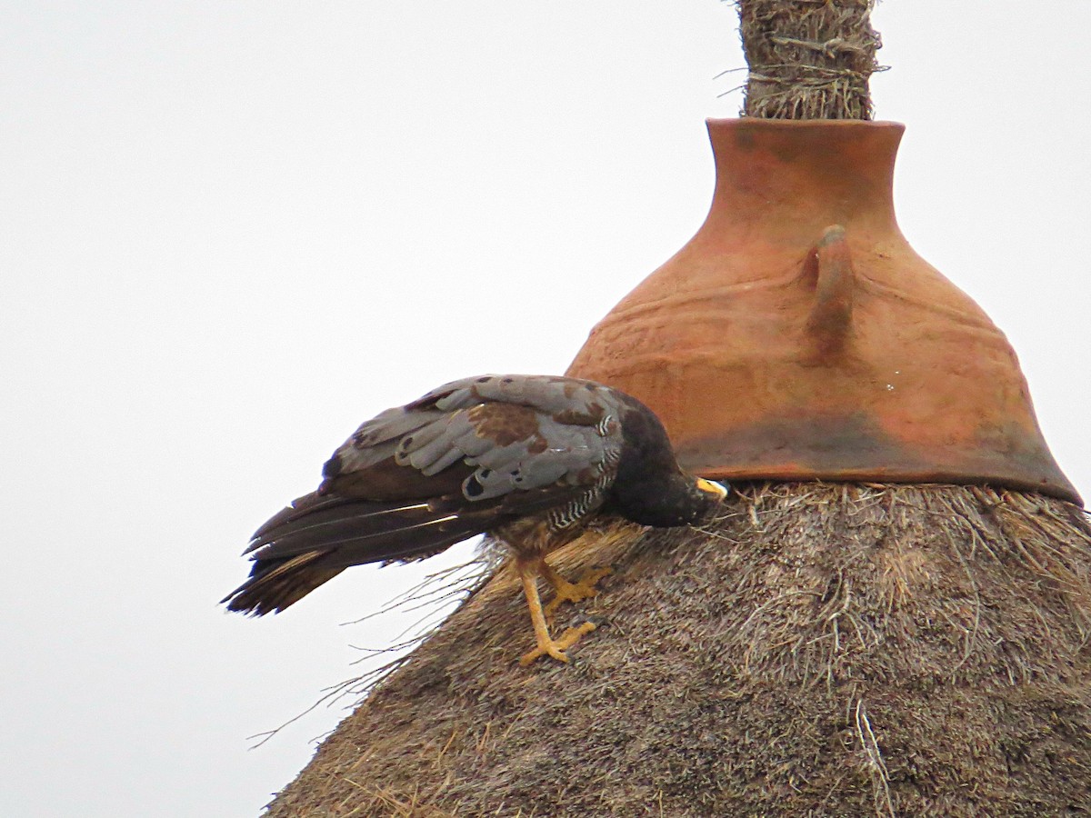 African Harrier-Hawk - Andrew Cauldwell