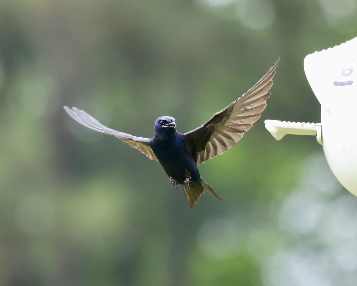 Purple Martin - ML617622335