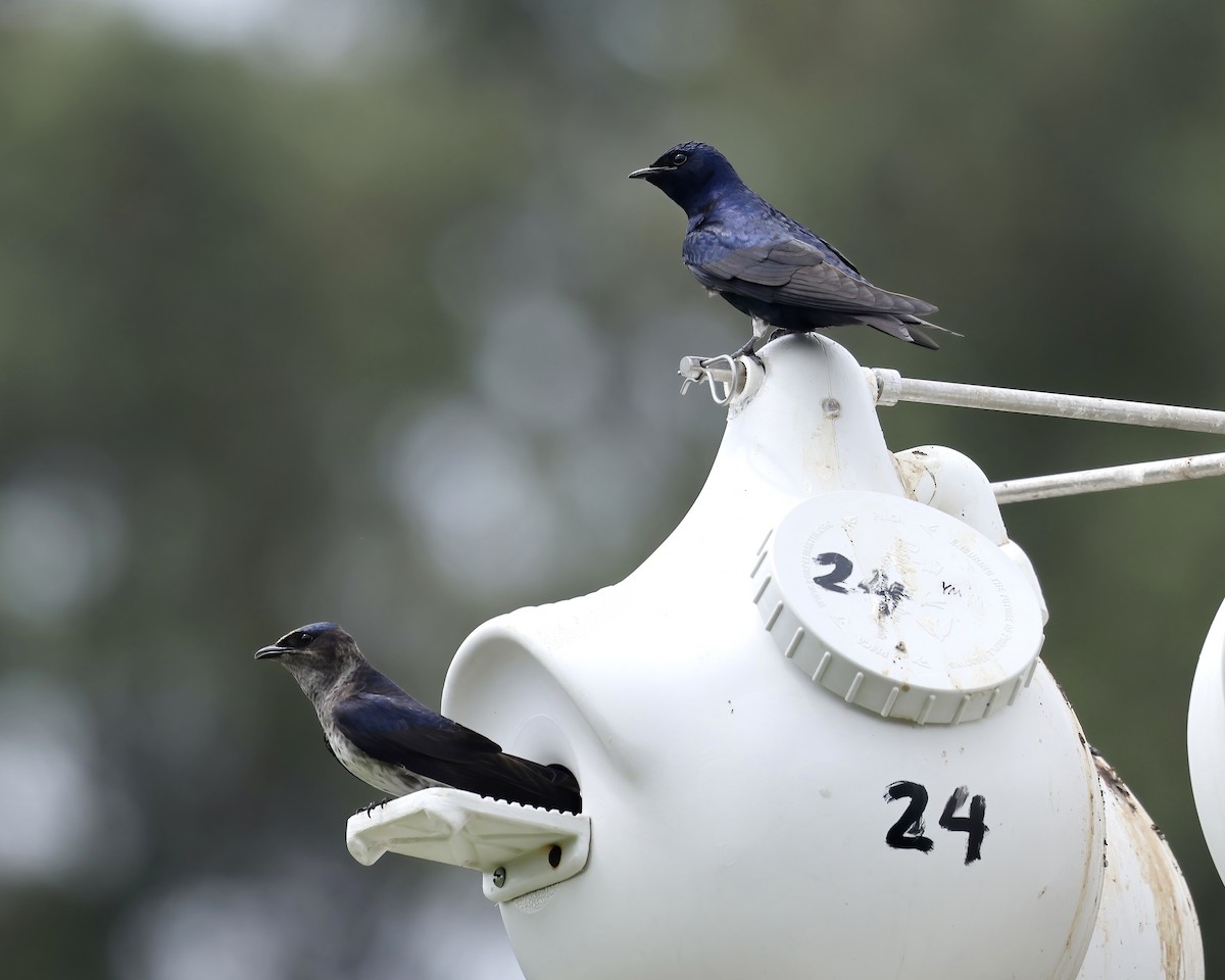Purple Martin - ML617622336