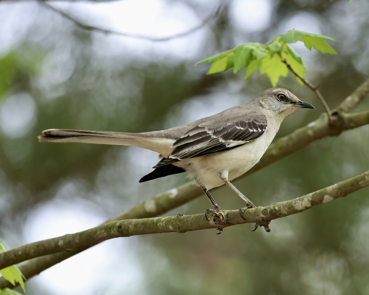 Northern Mockingbird - ML617622355