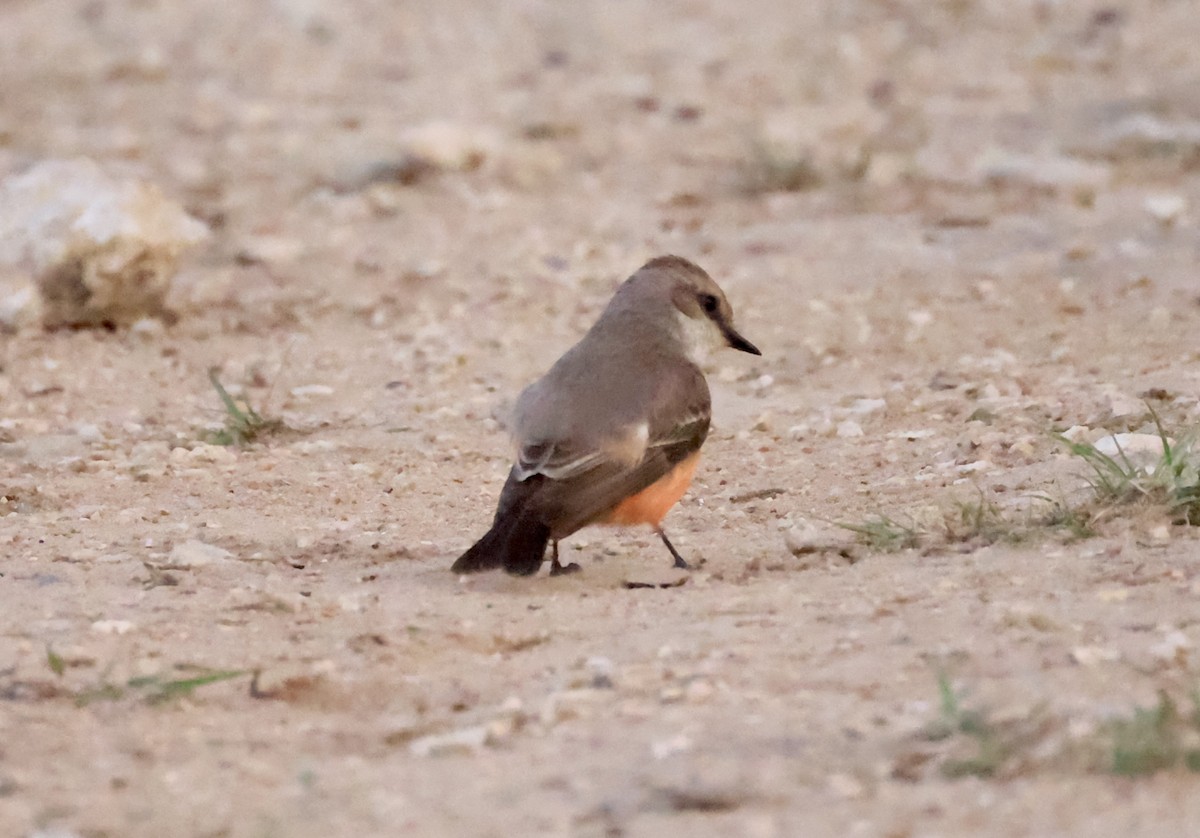 Vermilion Flycatcher - ML617622369