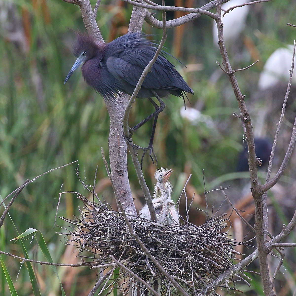 Little Blue Heron - Dan Vickers