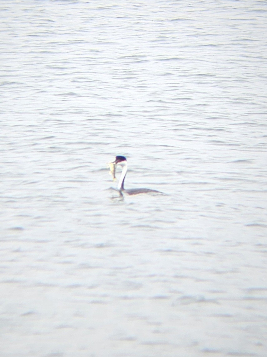 Western Grebe - ML617622431