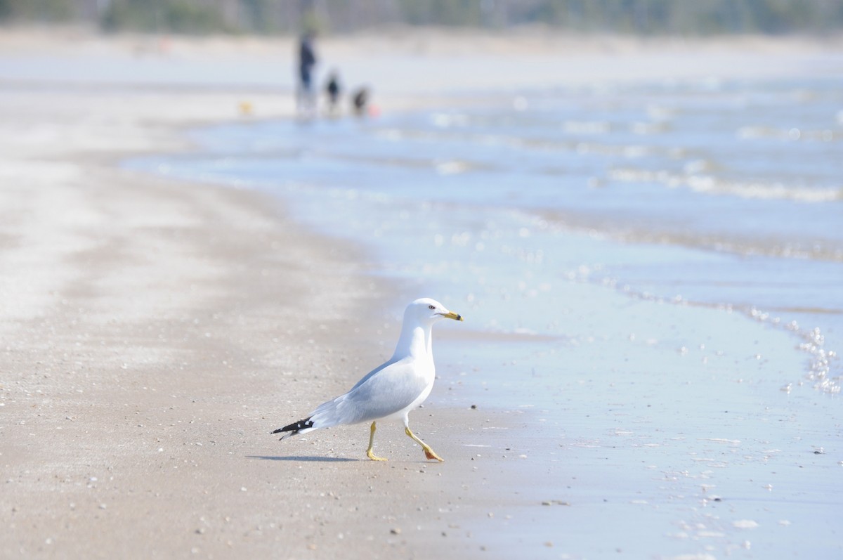 Ring-billed Gull - ML617622438