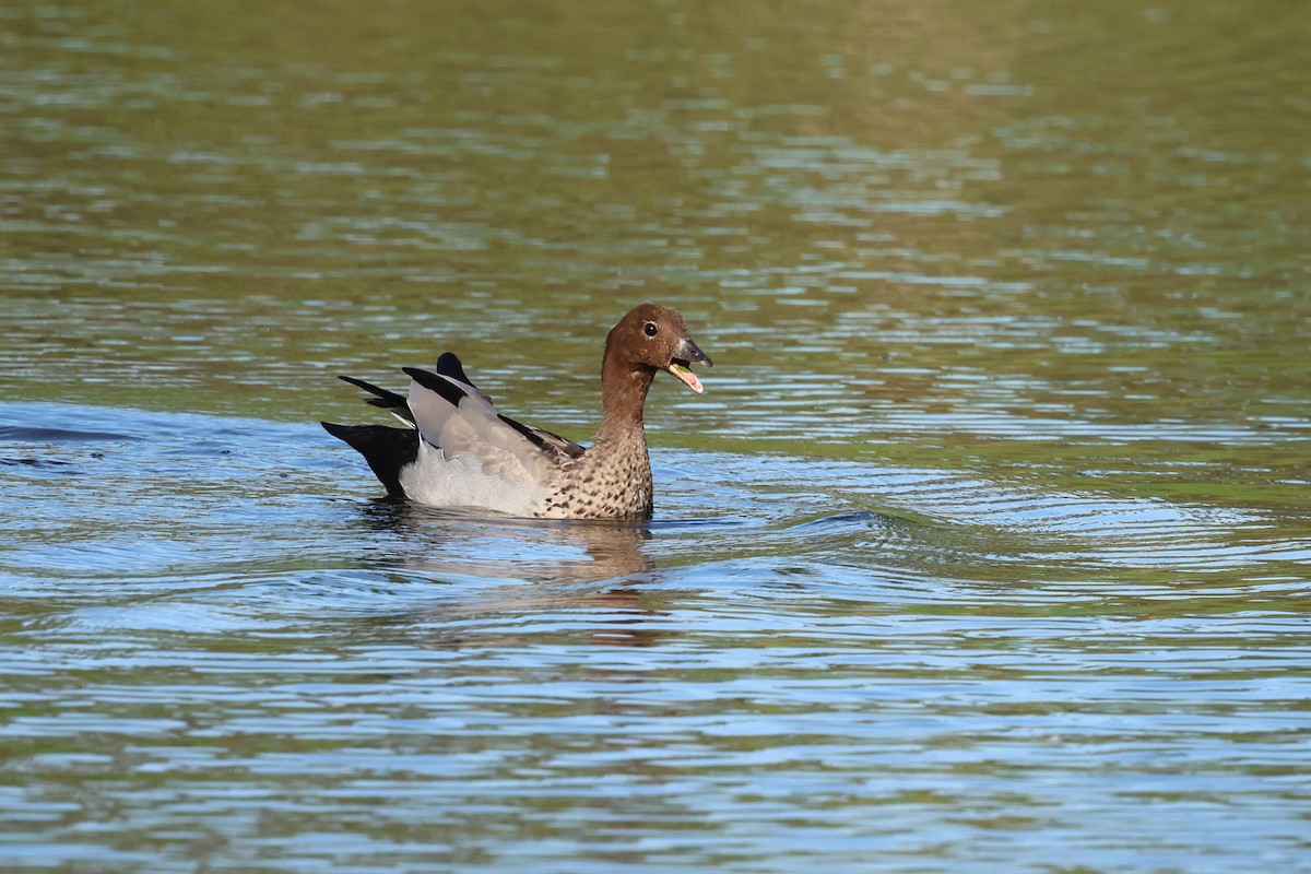 Pato de Crin - ML617622498