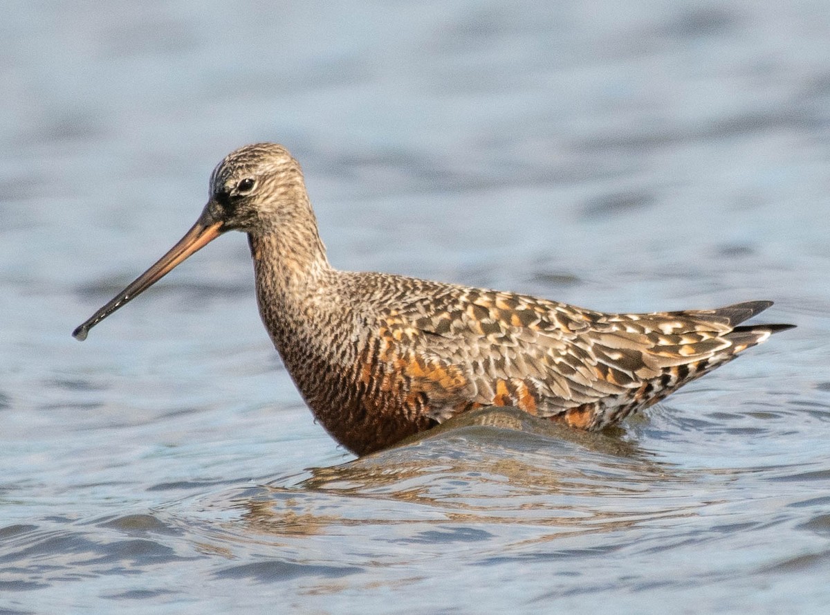 Hudsonian Godwit - ML617622540