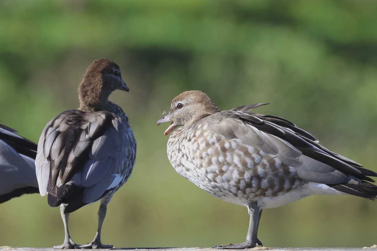 Maned Duck - ML617622557