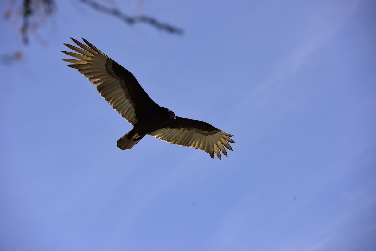 Turkey Vulture - ML617622572