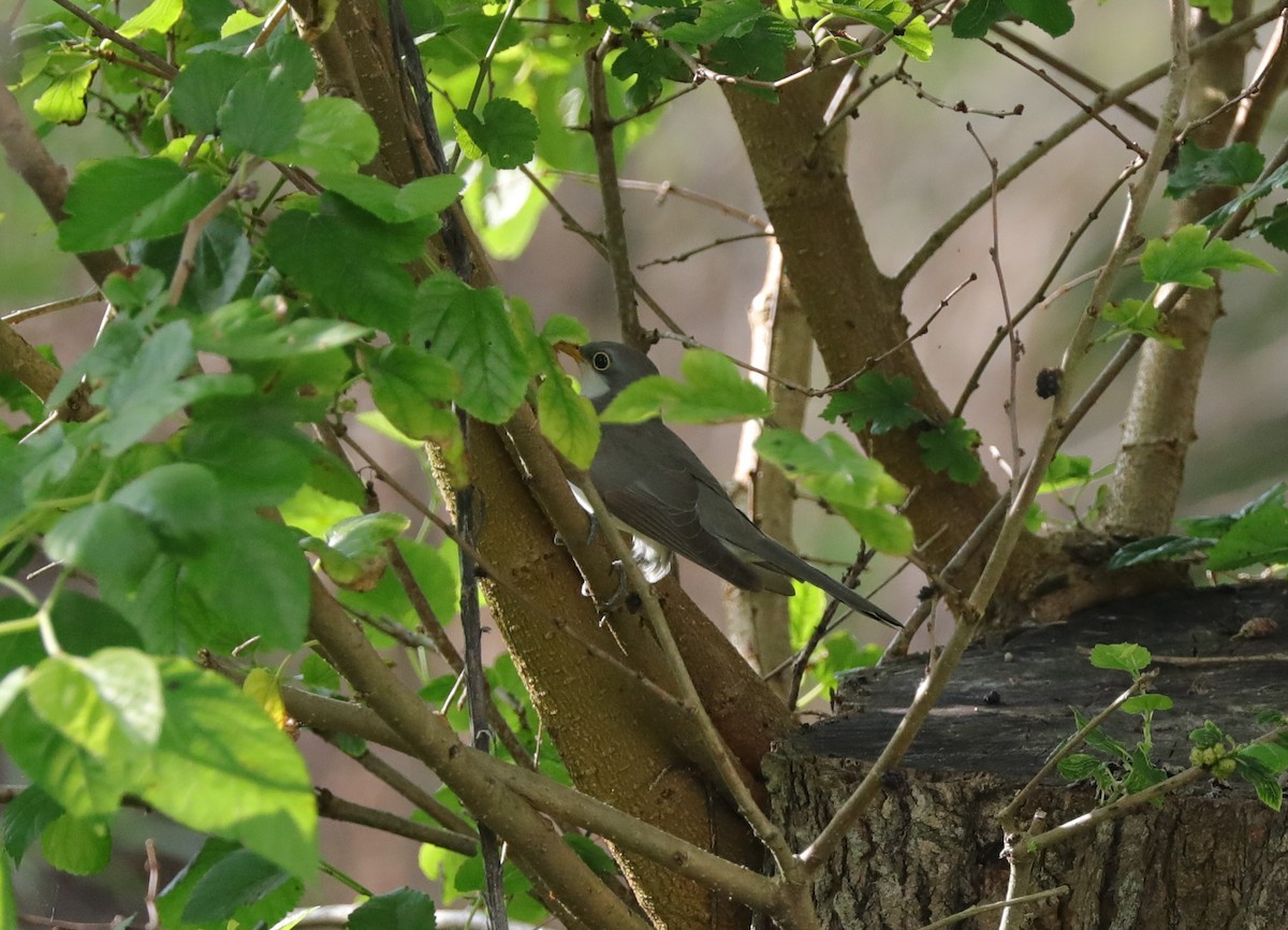 Yellow-billed Cuckoo - ML617622583