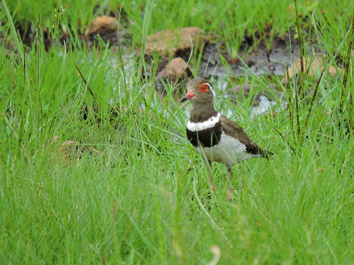 Forbes's Plover - Andrew Cauldwell