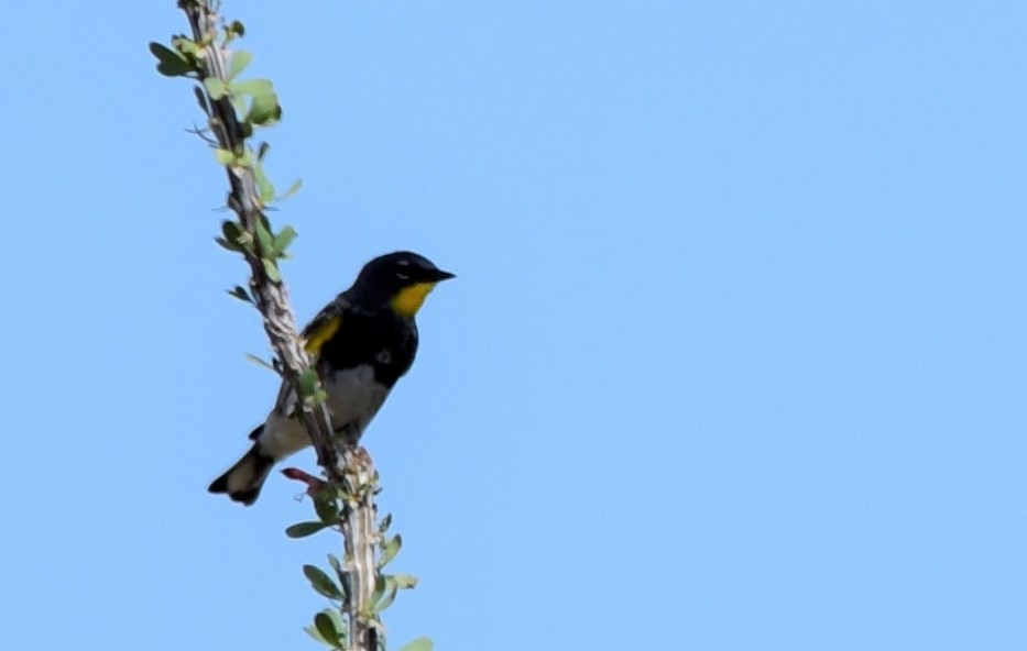 Yellow-rumped Warbler - ML617622601