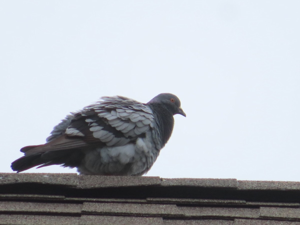 Rock Pigeon (Feral Pigeon) - ML617622723