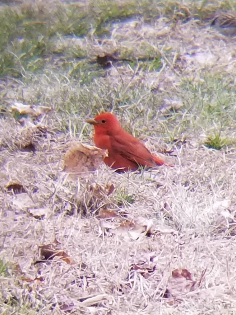 Summer Tanager - ML617622743