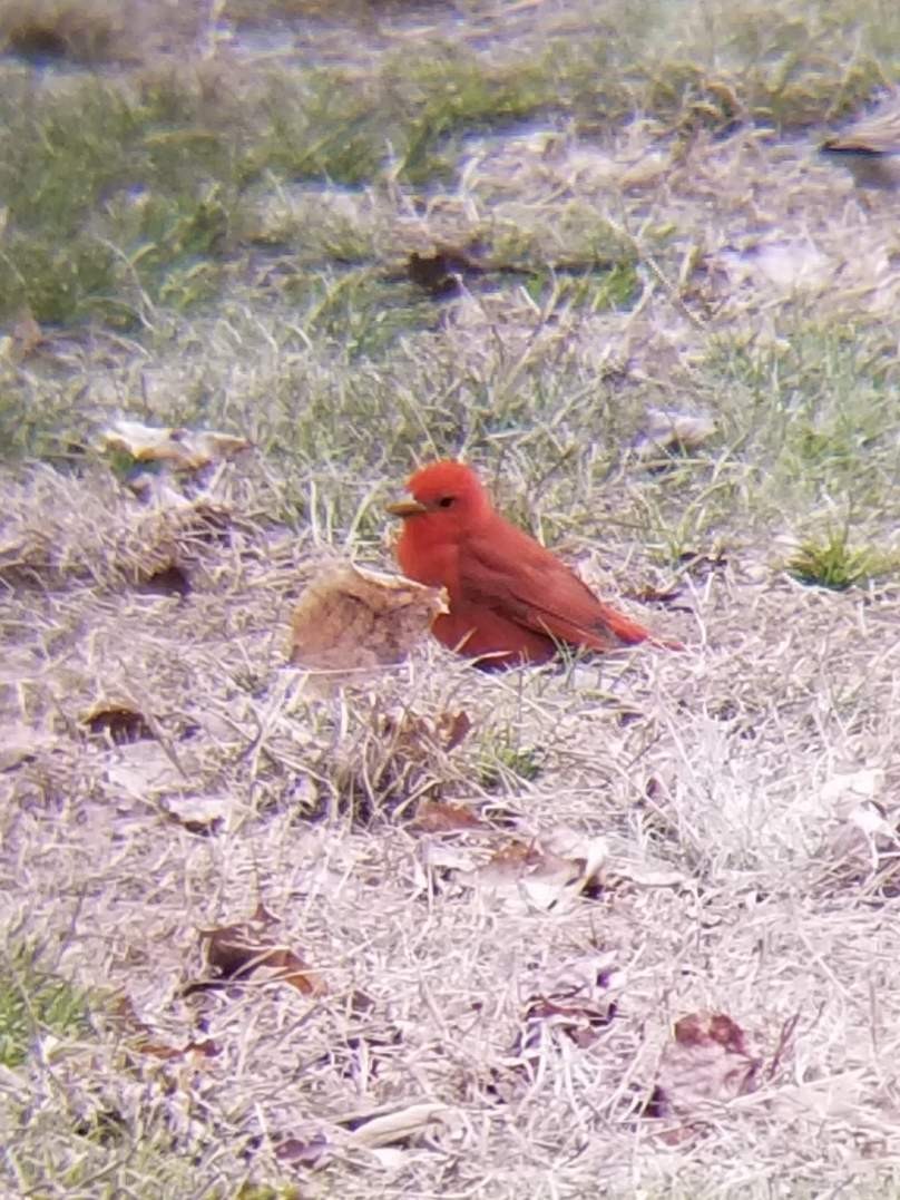 Summer Tanager - ML617622751