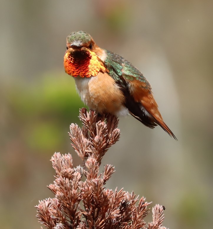 Colibrí de Allen - ML617622802