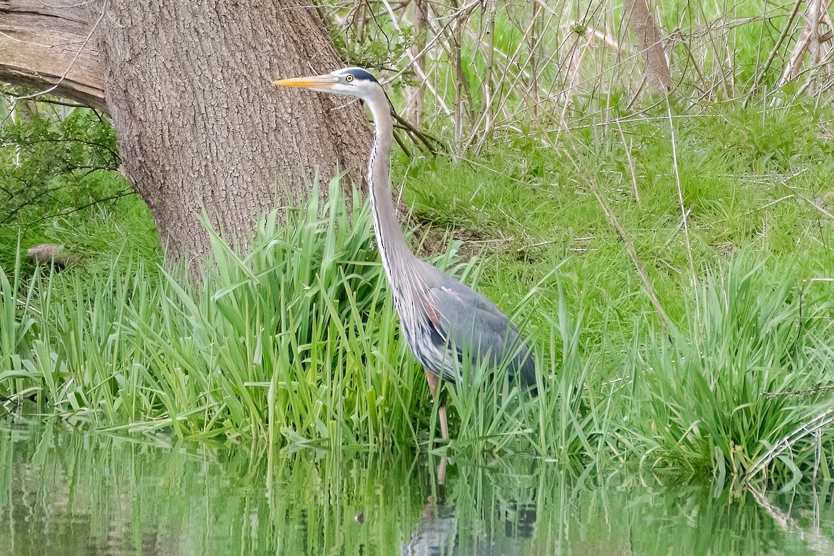 Great Blue Heron - Shori Velles