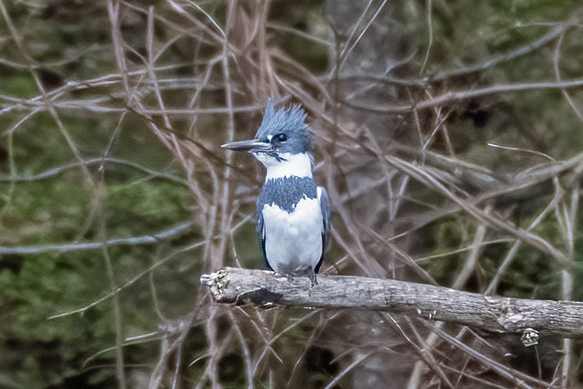 Belted Kingfisher - Shori Velles