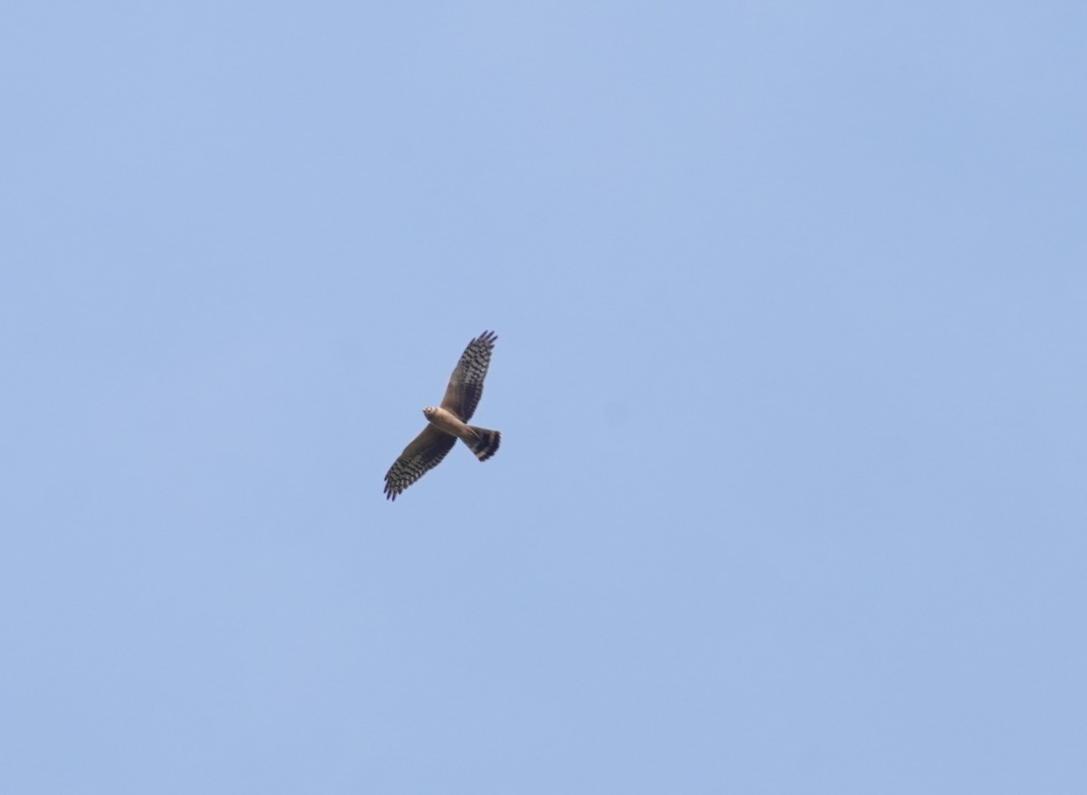 Pallid Harrier - ML617622863