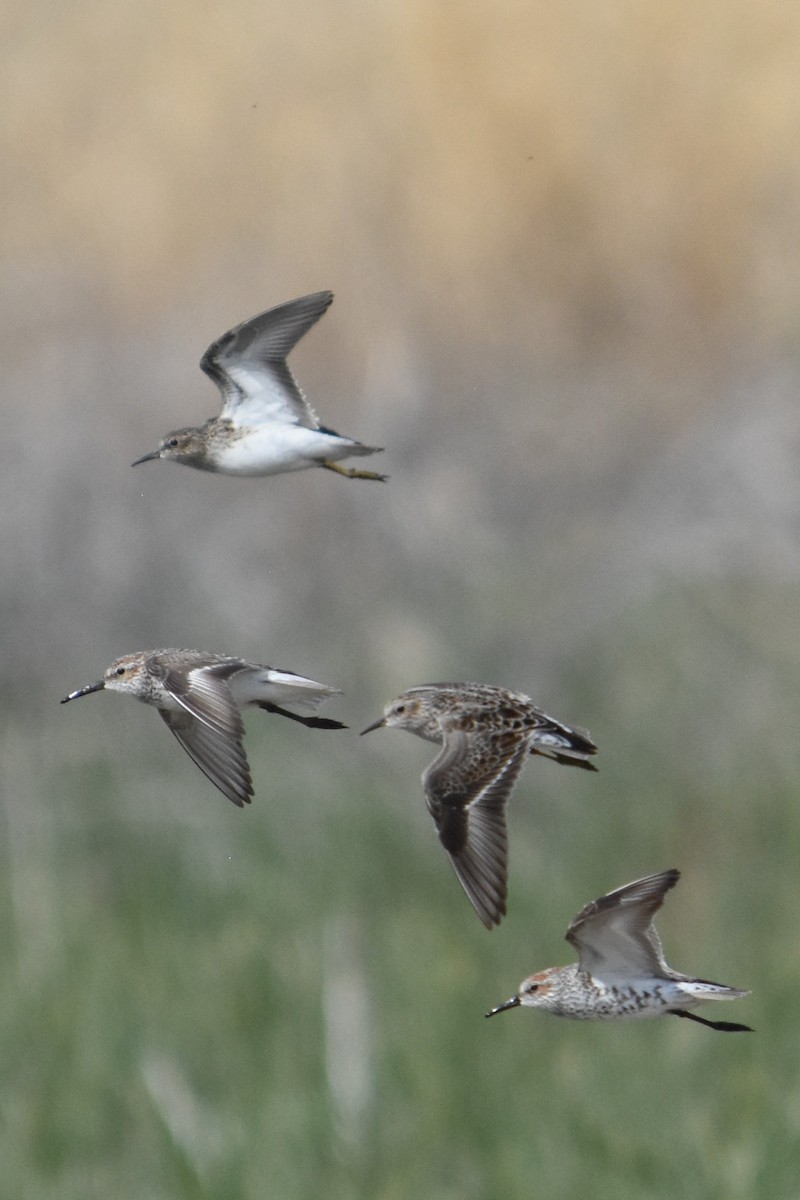 Western Sandpiper - ML617622879