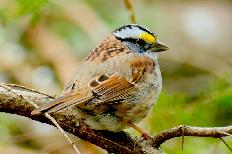 White-throated Sparrow - ML617622881