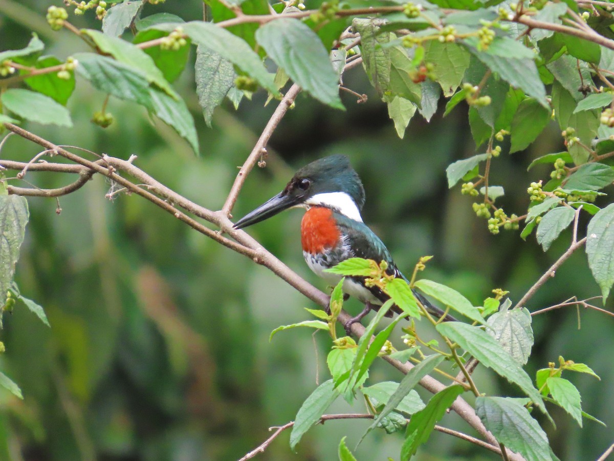 Green Kingfisher - ML617622907