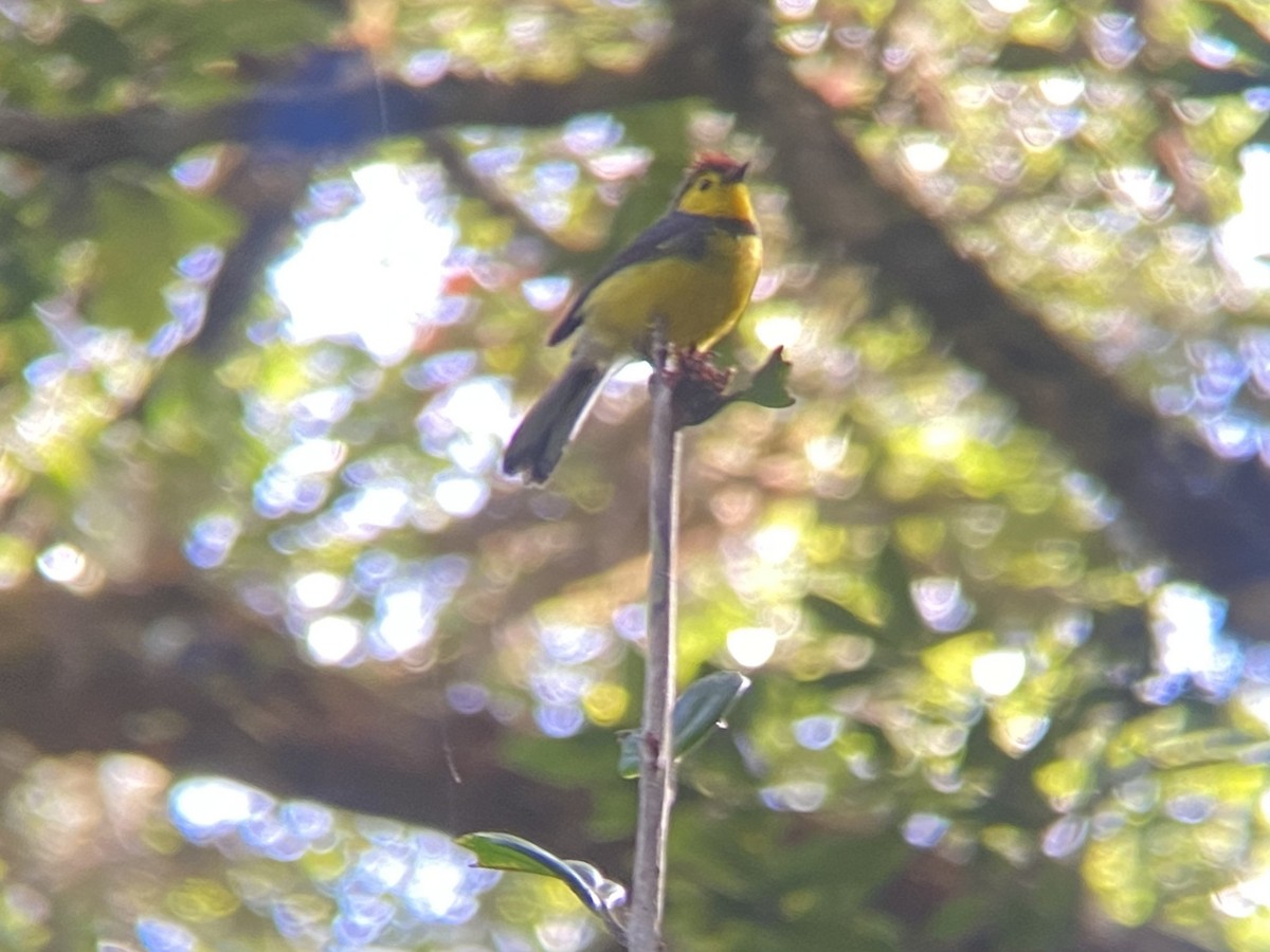 Collared Redstart - ML617622909