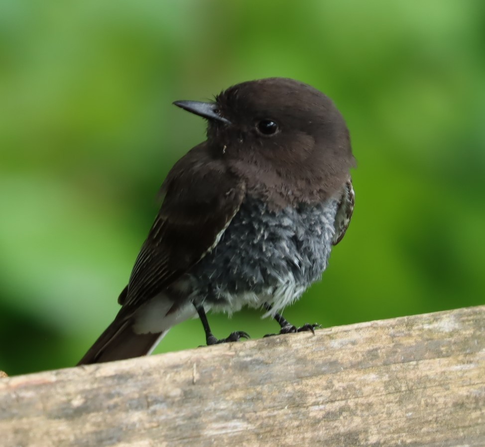 Black Phoebe - ML617622923