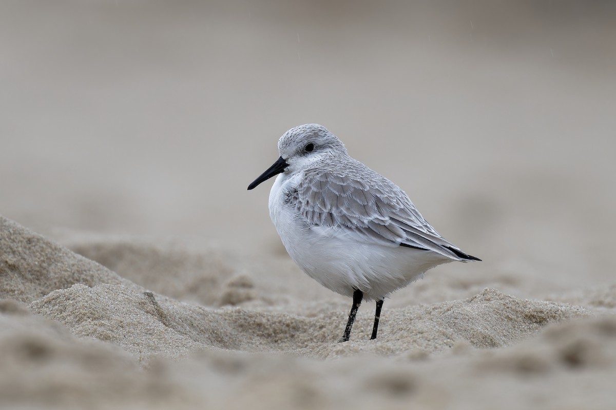 Bécasseau sanderling - ML617622959