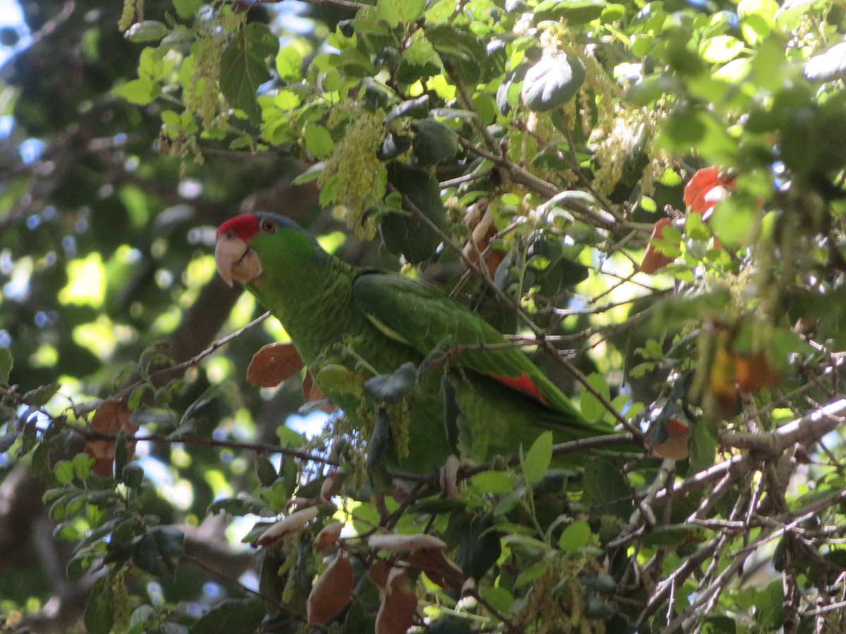 Lilac-crowned Parrot - Aaron Jones