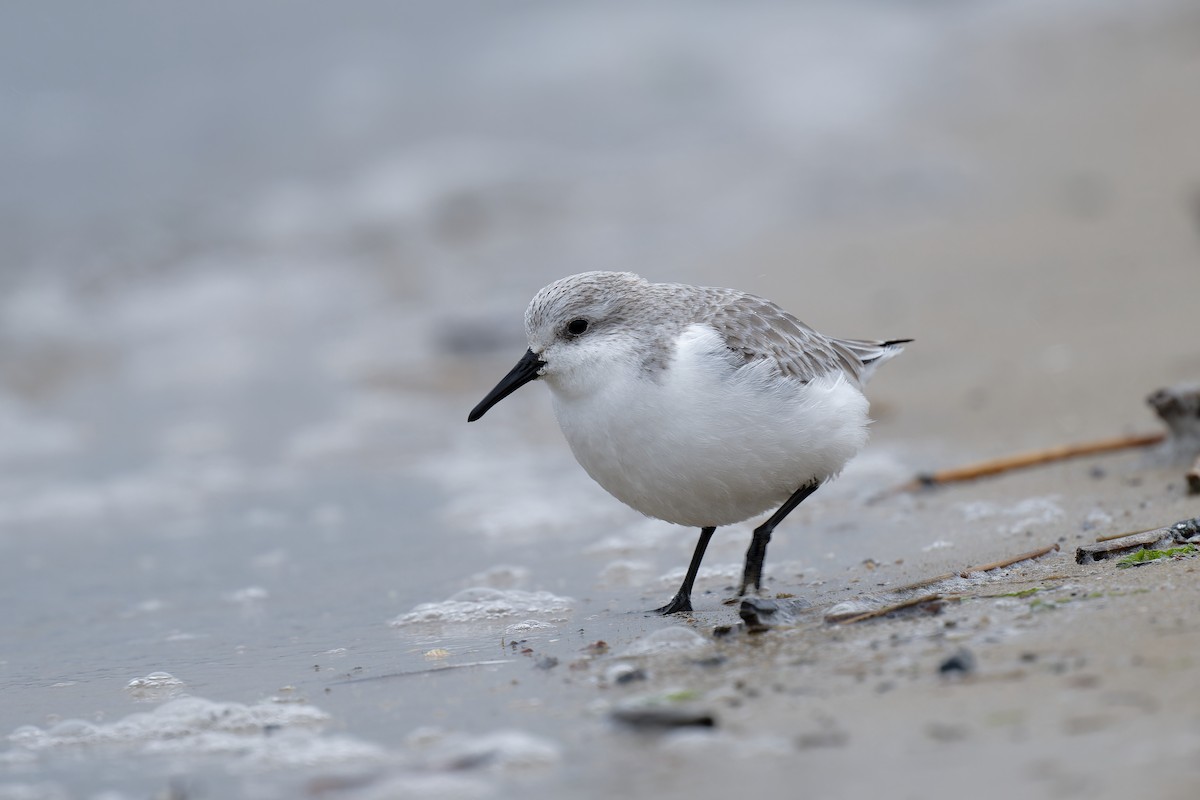 Bécasseau sanderling - ML617622999