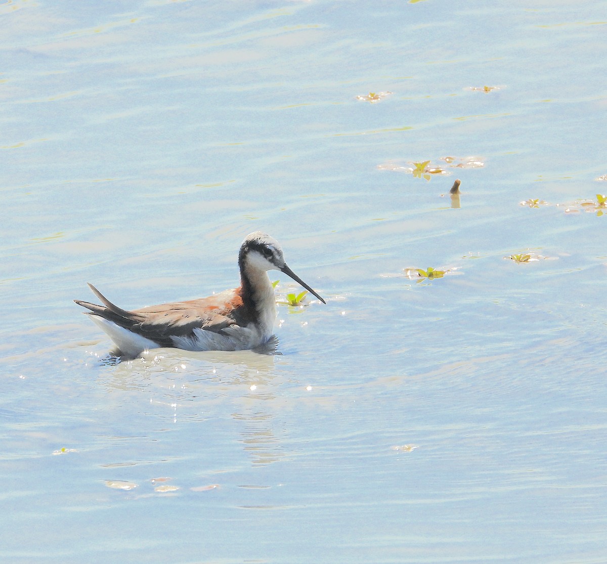 Wilson's Phalarope - ML617623005