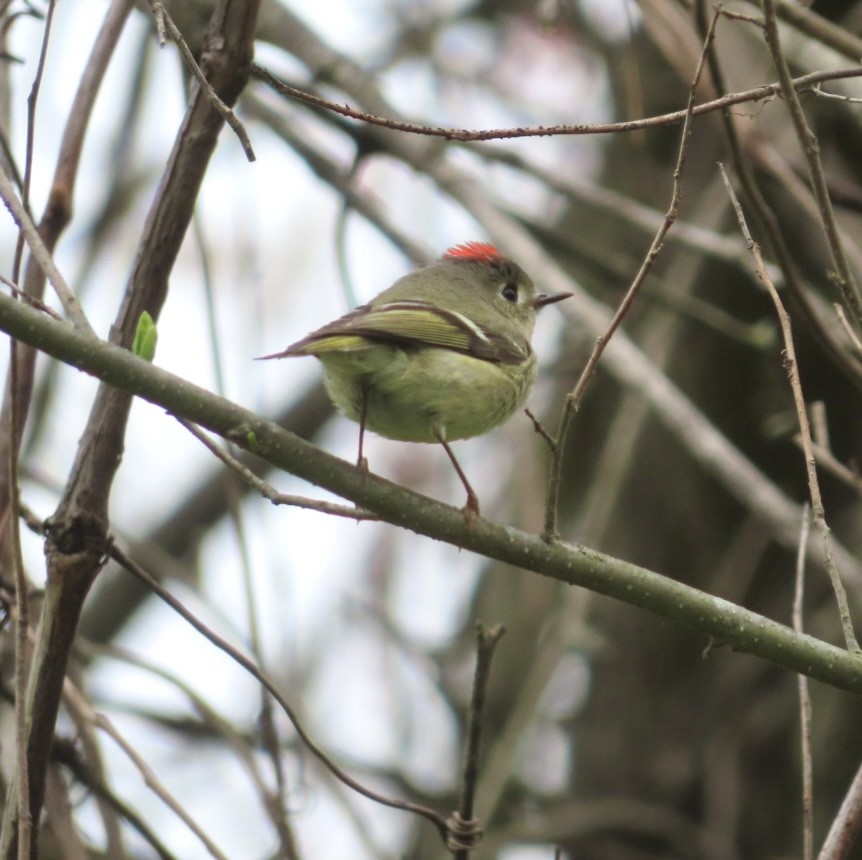 Ruby-crowned Kinglet - ML617623031